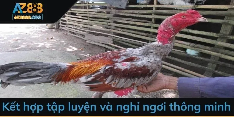 Kết hợp giữa tập luyện và chế độ nghỉ ngơi thông minh