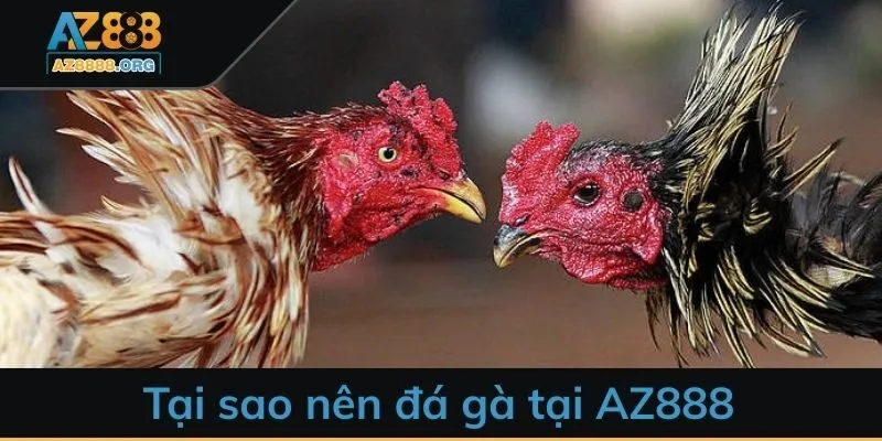 Lý do nên đá gà tại AZ888